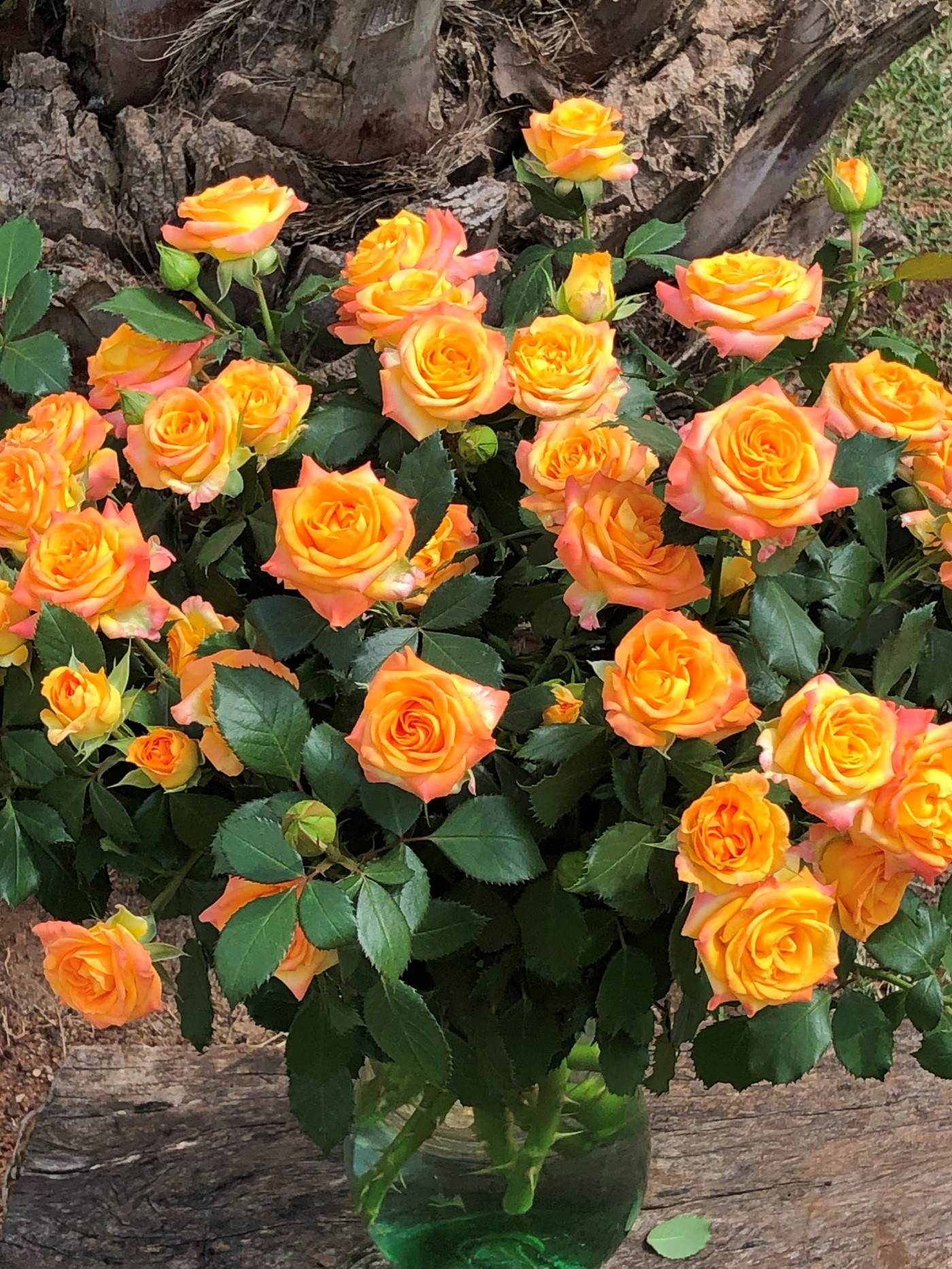 ROSE BR. ETERNAL FLAME 50